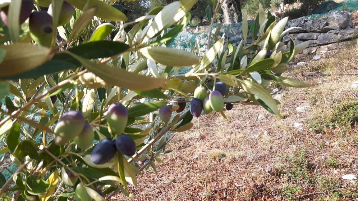 The Olive Grove House Villa Kasziópi Kültér fotó